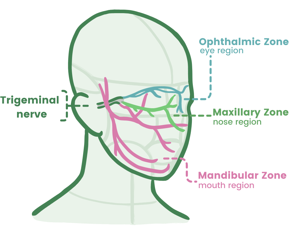 simple diagram of trigeminal nerve