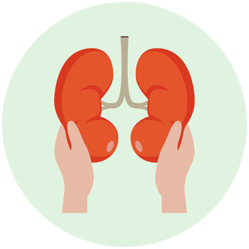 kidney health