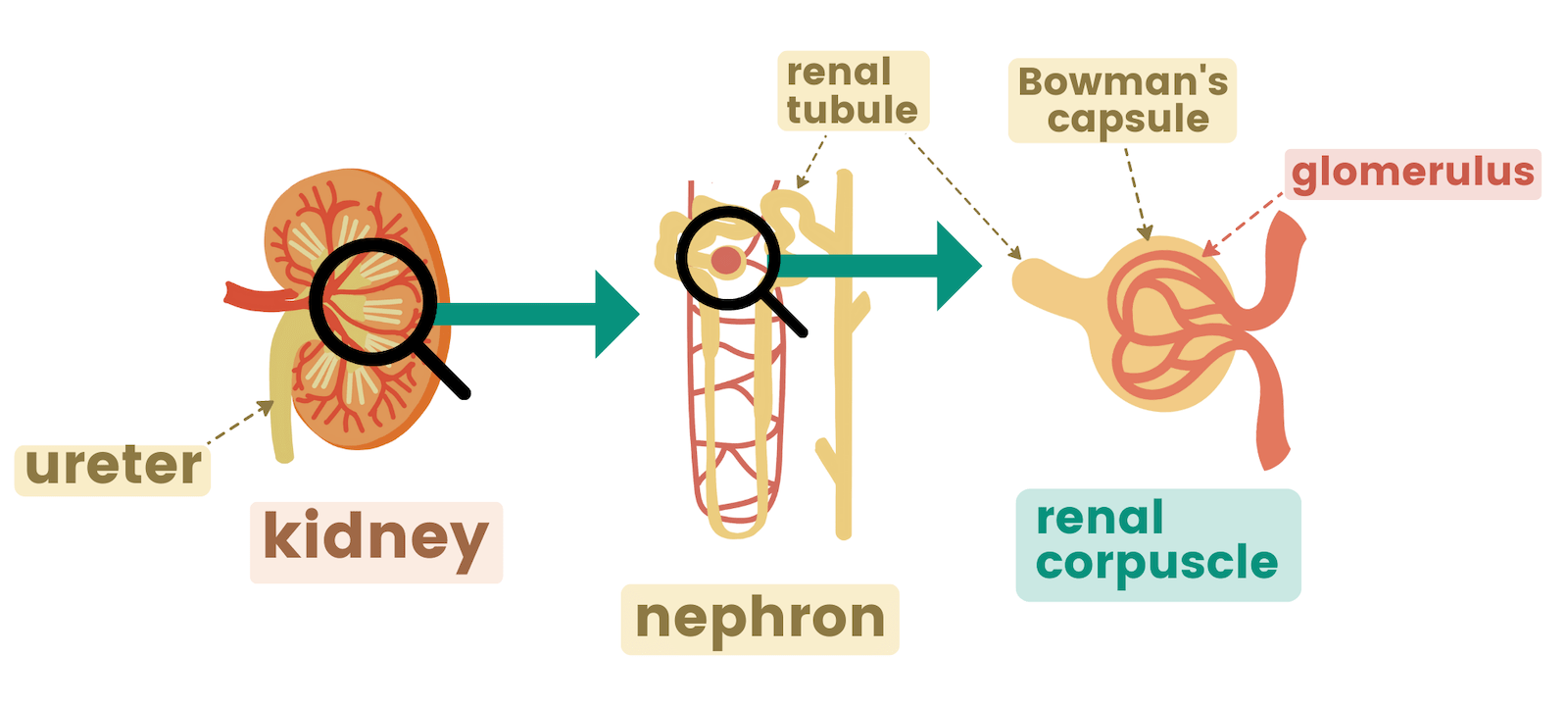 kidney nephron glomerulus