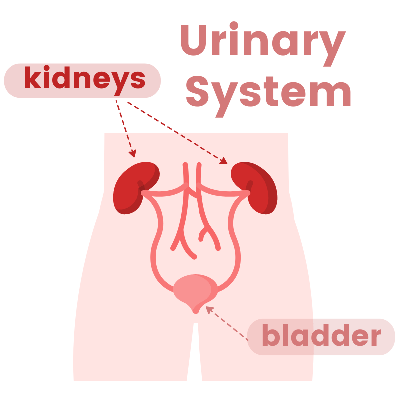 The Urinary System