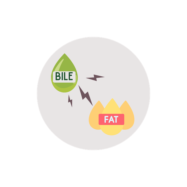 Bile breaks down fat