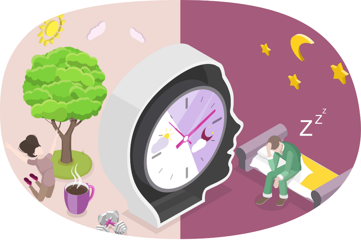 Graphic showing the circadian rhythm of the brain