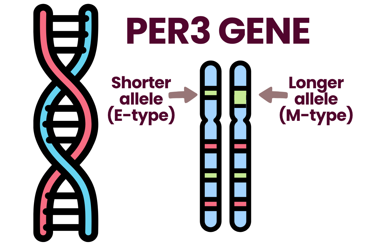 Graphic of the PER3 gene