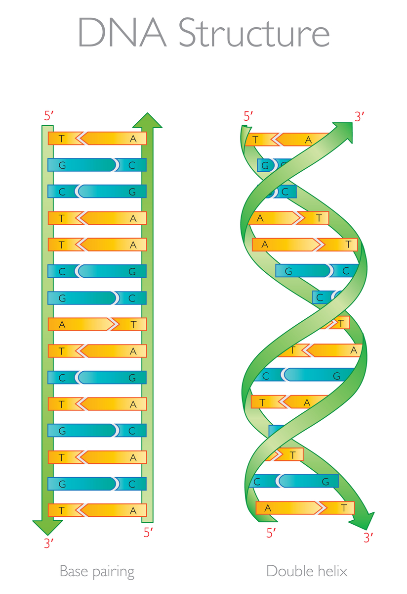 The simplified structure of DNA