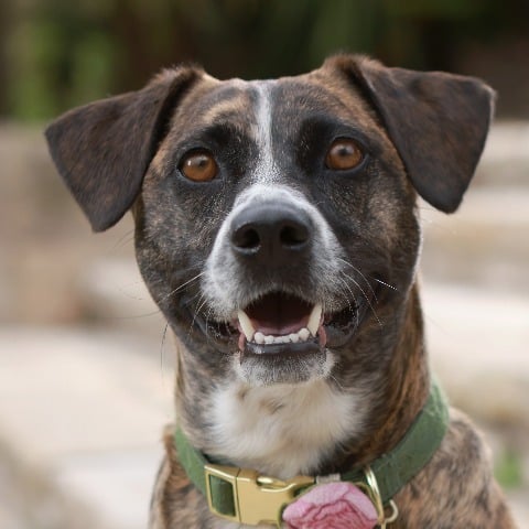 Olive the dog