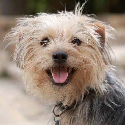 Otter the dog